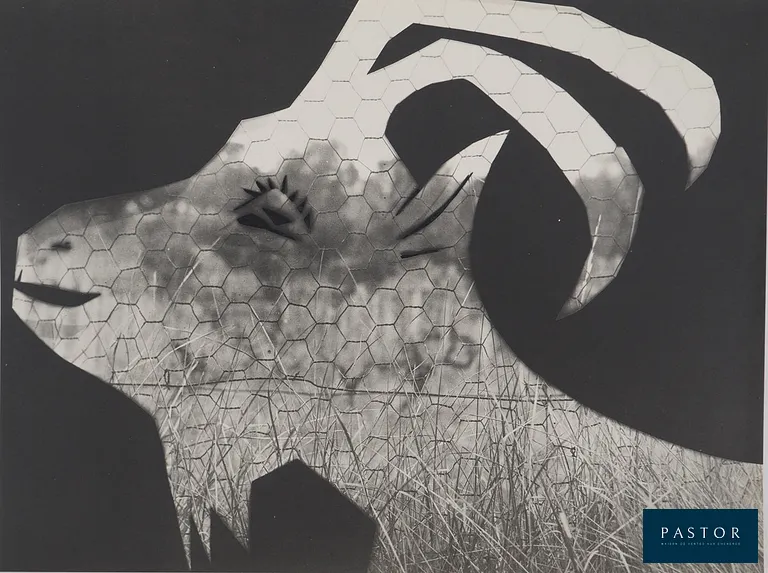 Pablo PICASSO (1881-1973) (d'après)
La chèvre au grillage, 1962

Phototypie et pochoir originale (Atelier Jacomet)
Non signée
Limitée à 1000 exemplaires non numérotés
Sur papier épais 40 x 30 cm

REFERENCE : Catalogue raisonné Cramer #115

INFORMATION : Reprenant une technique utilisée dès 1943, Picasso avait fait des découpages de têtes et de silhouettes. En 1962 avec son ami le photographe André Villers, il monta les découpages  sur des photographies différentes, 30 en tout, variant ainsi leur effet et leur valeur. L'ensemble des phototypies a été publié par Berggruen dans le portfolio "Diurnes" tiré à 1000 exemplaires.

Excellent état


Expédition obligatoire, jusqu'à 5 Lithographies dans votre colis pour 14,76€ TTC en France Métropolitaine, et 29,64€ TTC pour l'Europe