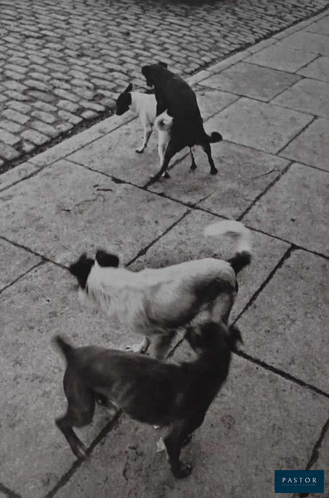 Henri Cartier-Bresson
Chiens

Photolithographie, imprimée en 1979

y compris le passe-partout 40x30cm
image 26 x 17 cm
Porte un tampon au dos : Henri Cartier-Bresson 1979
Photolithographie sur feuille unique réalisée pour le portfolio japonais de 1979


Expédition obligatoire, jusqu'à 5 Lithographies dans votre colis pour 14,76€ TTC en France Métropolitaine, et 29,64€ TTC pour l'Europe